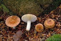 Abrikozenrussula